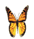 butterfly3gif