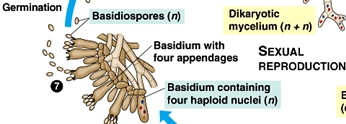 basidiospore1